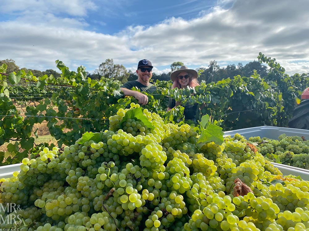 Glandore Hunter Valley Picking Day - what happens at vintage