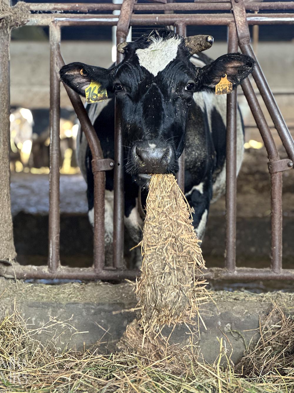 Parmesan cheese cow eating hay. Tour of parmegiano reggiano parmesan cheese and prosciutto di Parma in Parma Italy