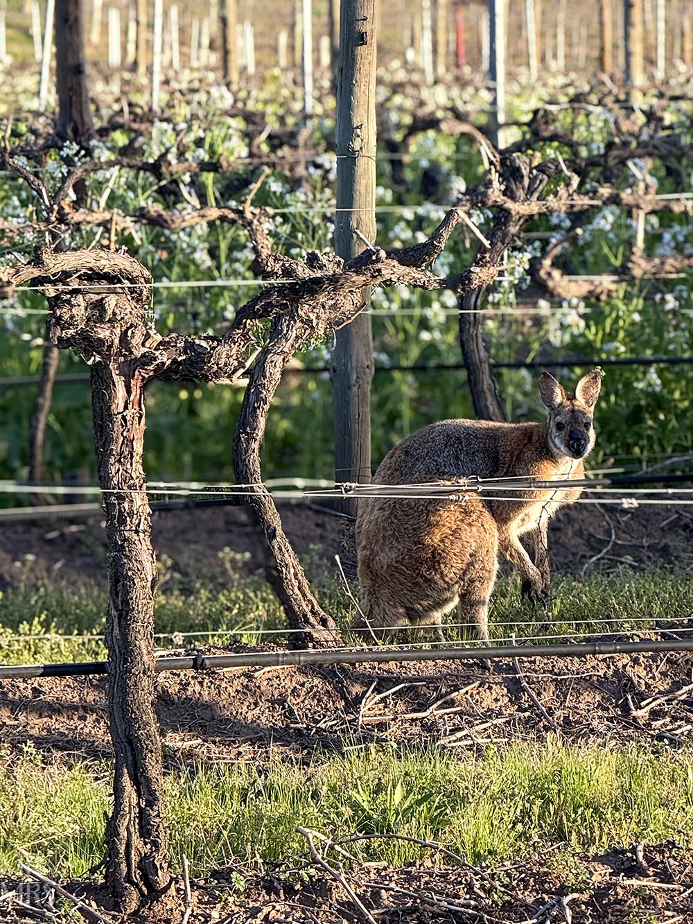 Wallaby in the grape vines of Winmark Wines. Where to stay in the Hunter Valley / Broke-Fordwich