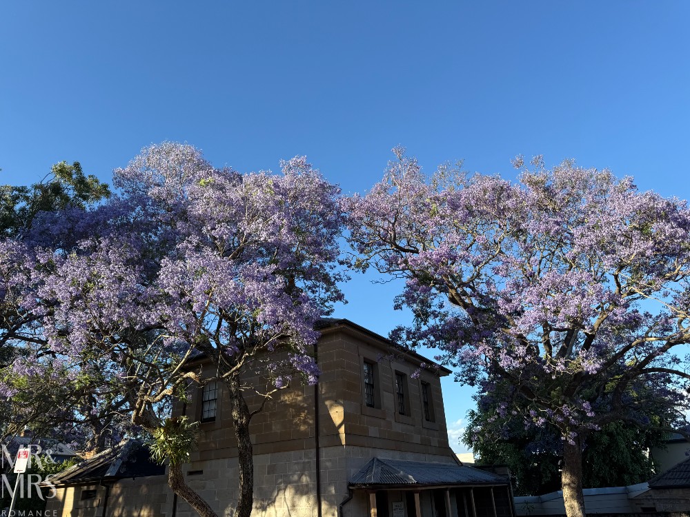 Flavour of the Month - November 2025 - jacaranda tree in full bloom