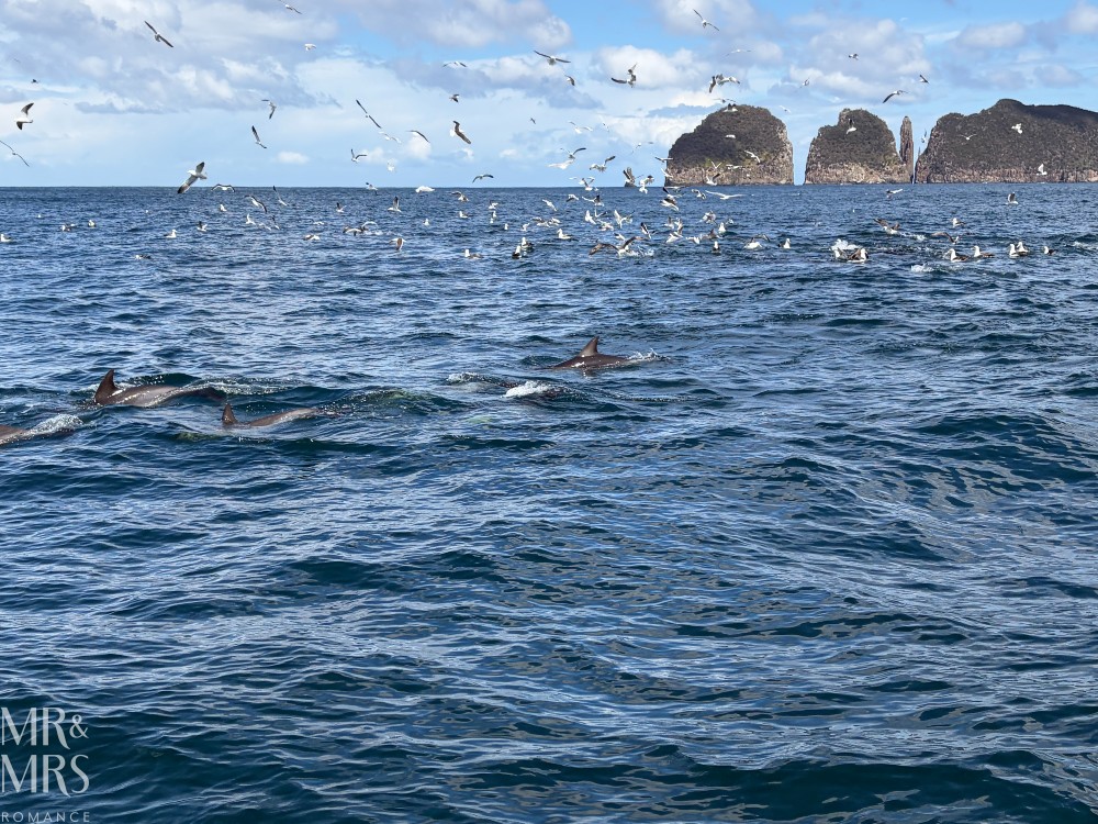 Three Capes Walk, Tasmania - contributor story by Mark Buckley - bait ball