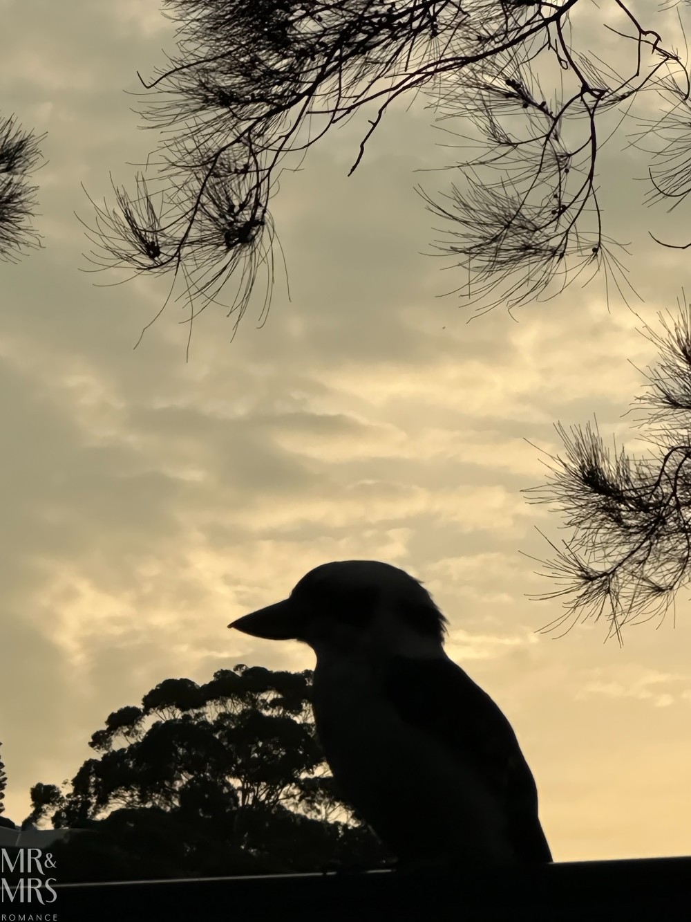 Flavour of the Month - February 2026 - Port Stephens kookaburra