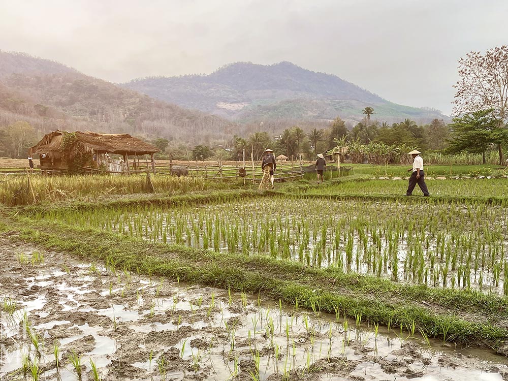 Living Land Farm Company, Luang Prabang, Laos - looking across the paddy fields with mountains in the background