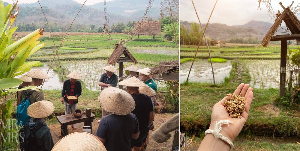 Living Land Farm Company, Luang Prabang, Laos - our tour group learning about rice grains ready to be planted