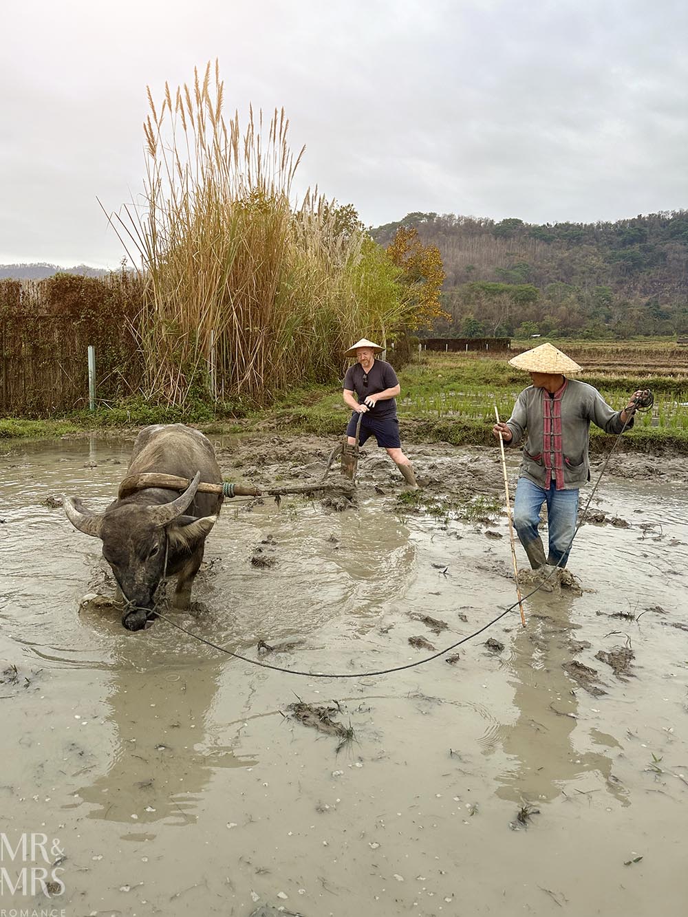Living Land Farm Company, Luang Prabang, Laos - Jim using a plough drawn by water buffalo
