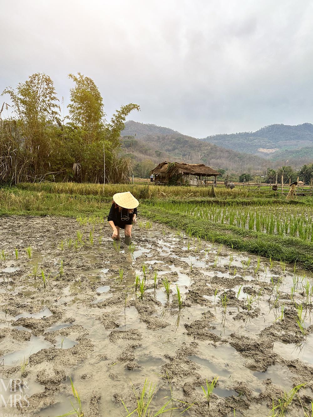 Living Land Farm Company, Luang Prabang, Laos - Christina planting rice seedlings in a paddy field