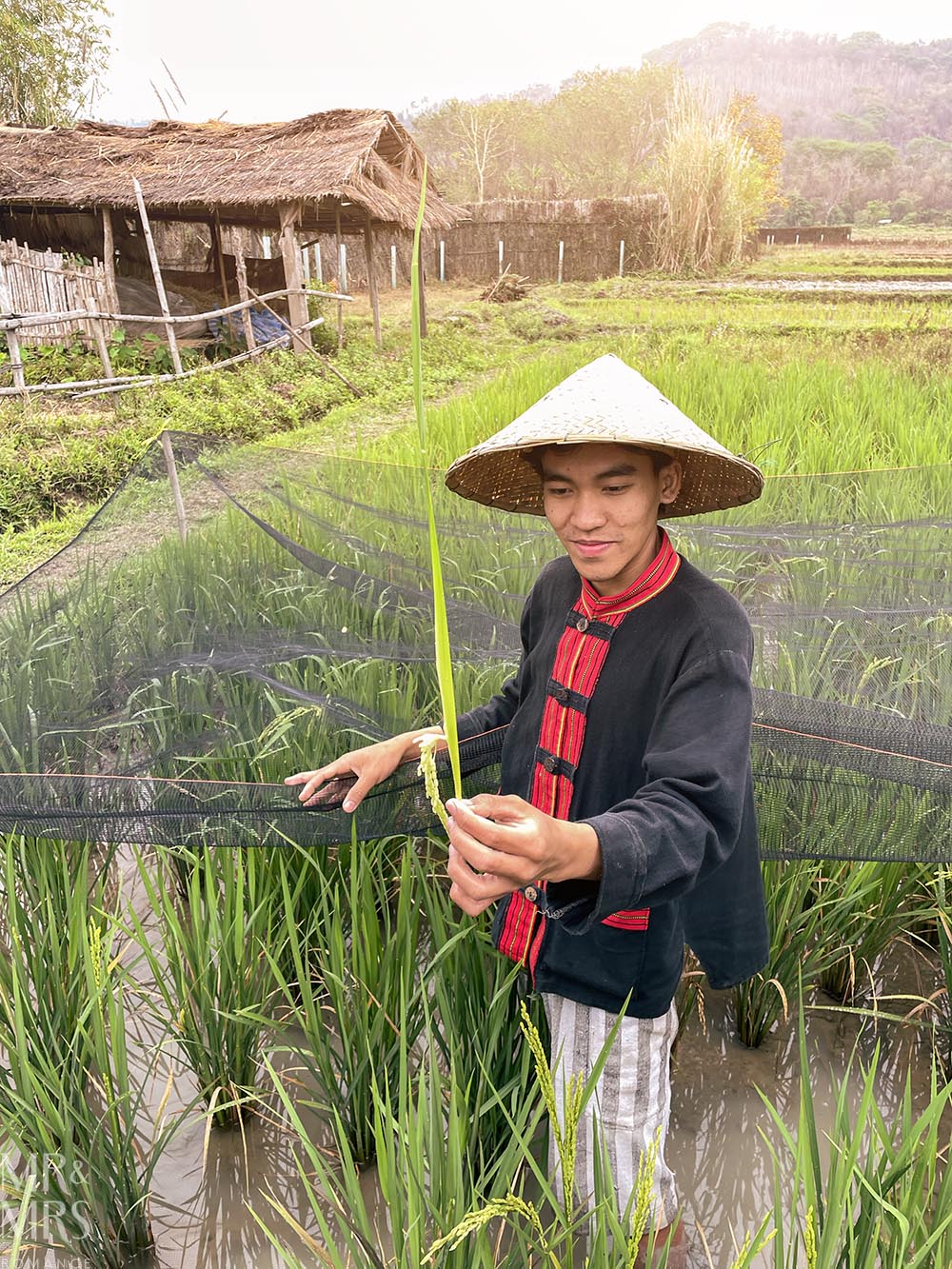 Living Land Farm Company, Luang Prabang, Laos - our guide Johnny holding a rice stalk at panicle stage