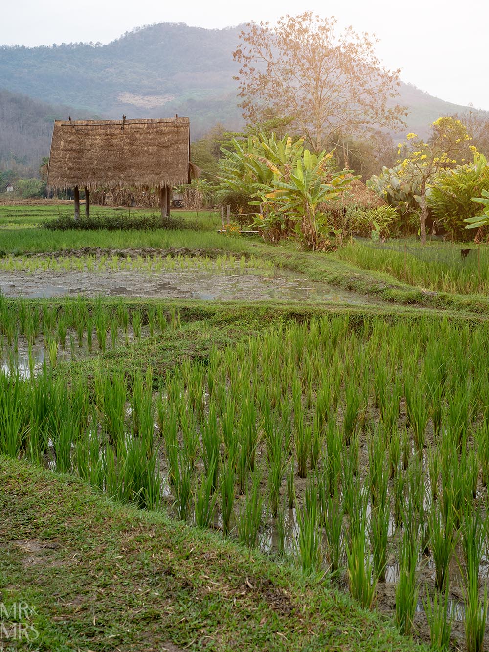Living Land Farm Company, Luang Prabang, Laos - beautiful scene of rice paddies, a hut and mountains