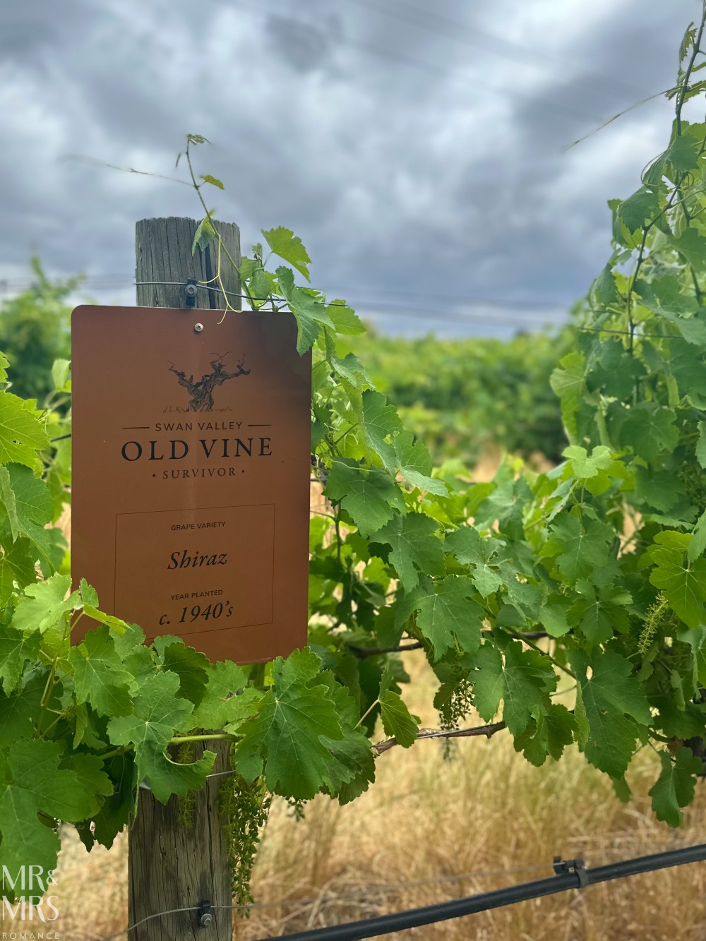 Chenin Blanc from Swan Valley WA - old vines sign